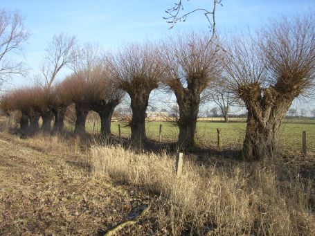 Moers : Kopfweiden am Moersbach